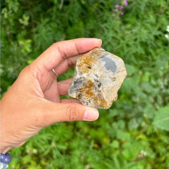 Petrified Wood from South Dakota - Picture 4 of 4